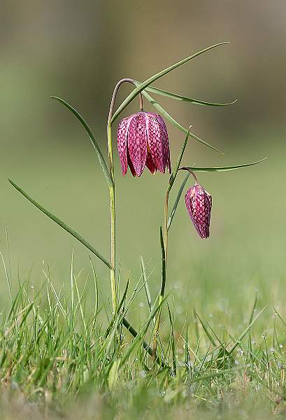 Snakes Head Fritillaries_Roger Hance.jpg